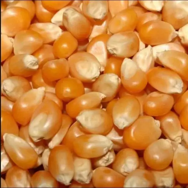 Green Life Org Almanac Heirloom Sweet Corn Seeds (Golden Bantam) - Approx 100 Seeds - Non-GMO, Open Pollinated - Image 7