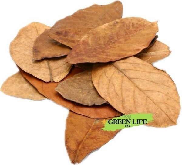 GR Premium Jackfruit Leaves, Pack of 60, Natural Dried Whole Leaves for Aquarium, Enhances Aquarium Water, Improves Tannin Levels, Ideal for Shrimp and Betta Fish - Image 2