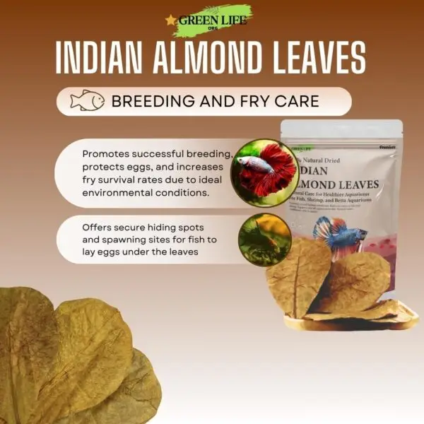 Premium Indian Almond Leave. Catappa Leaves Rich in Tannin. Awsome Aquarium Decorations - Image 4