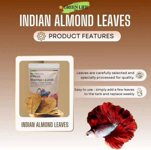 Premium Indian Almond Leave. Catappa Leaves Rich in Tannin. Awsome Aquarium Decorations - Image 6
