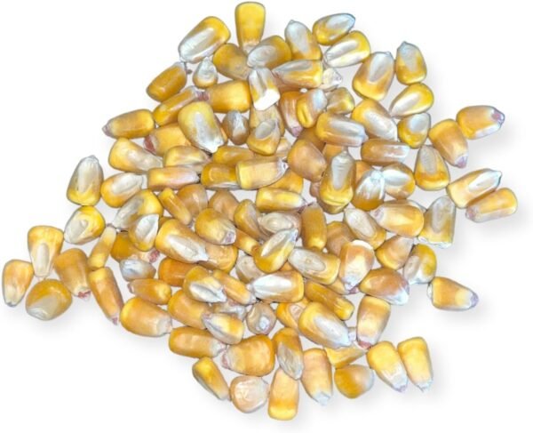 Green Life Org Almanac Heirloom Sweet Corn Seeds (Golden Bantam) - Approx 100 Seeds - Non-GMO, Open Pollinated