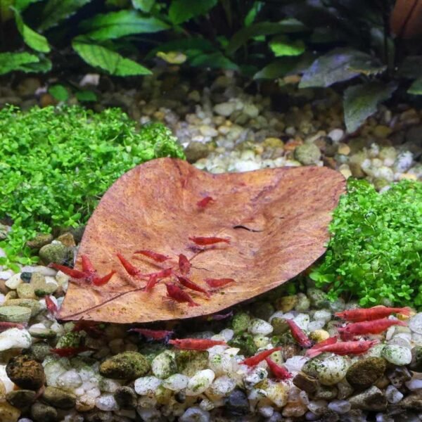 GR Premium Jackfruit Leaves, Pack of 60, Natural Dried Whole Leaves for Aquarium, Enhances Aquarium Water, Improves Tannin Levels, Ideal for Shrimp and Betta Fish - Image 6