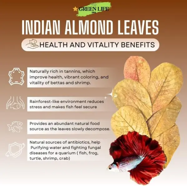 Premium Indian Almond Leave. Catappa Leaves Rich in Tannin. Awsome Aquarium Decorations - Image 5