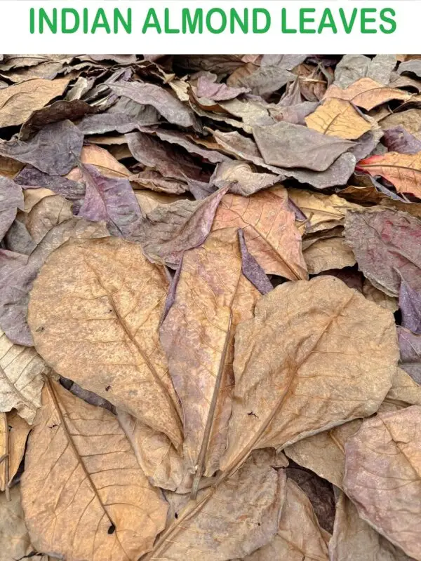 Premium Indian Almond Leave. Catappa Leaves Rich in Tannin. Awsome Aquarium Decorations - Image 2