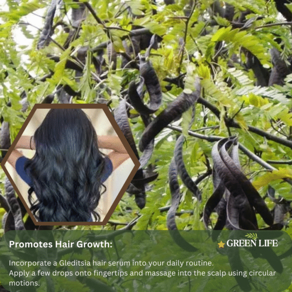 Organic Dried Gleditsia Bo Ket Kho Pods, Herbal Shampoo, Scalp Treatment, Hair Growth - Image 2