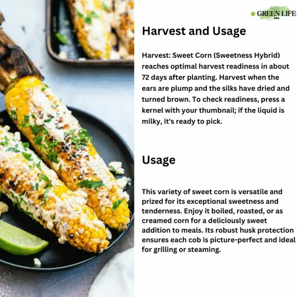 Green Life Org Almanac Heirloom Sweet Corn Seeds (Golden Bantam) - Approx 100 Seeds - Non-GMO, Open Pollinated - Image 5