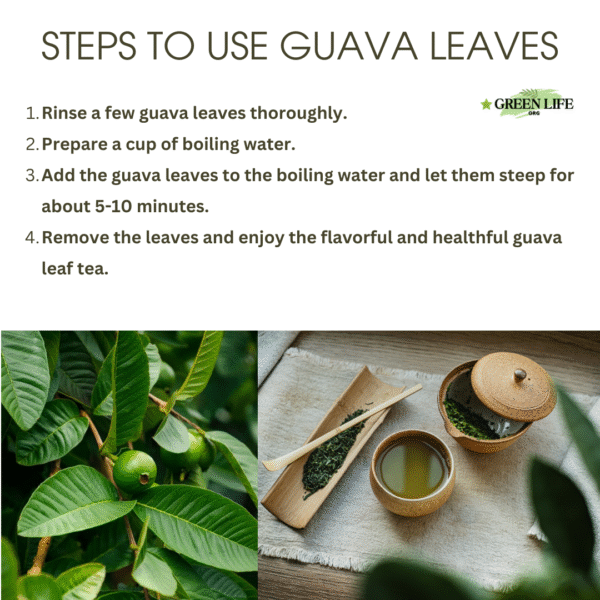 Green Life Guava Tea, The Best for Diet Lose Weight Solutions and Total Health. Featuring 300(150X2) whole dried leaves of Grade A+ excellence UV sanitization - Image 6