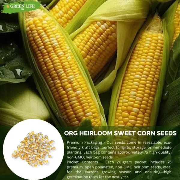 Green Life Org Almanac Heirloom Sweet Corn Seeds (Golden Bantam) - Approx 100 Seeds - Non-GMO, Open Pollinated - Image 3