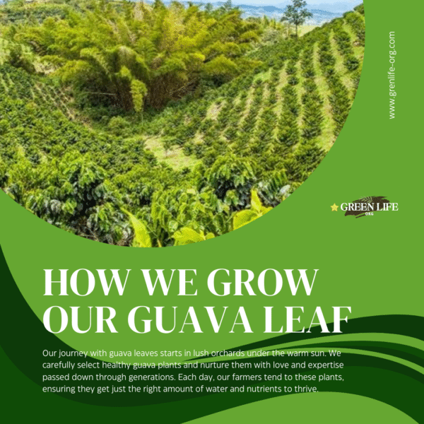 Green Life Guava Tea, The Best for Diet Lose Weight Solutions and Total Health. Featuring 300(150X2) whole dried leaves of Grade A+ excellence UV sanitization - Image 4