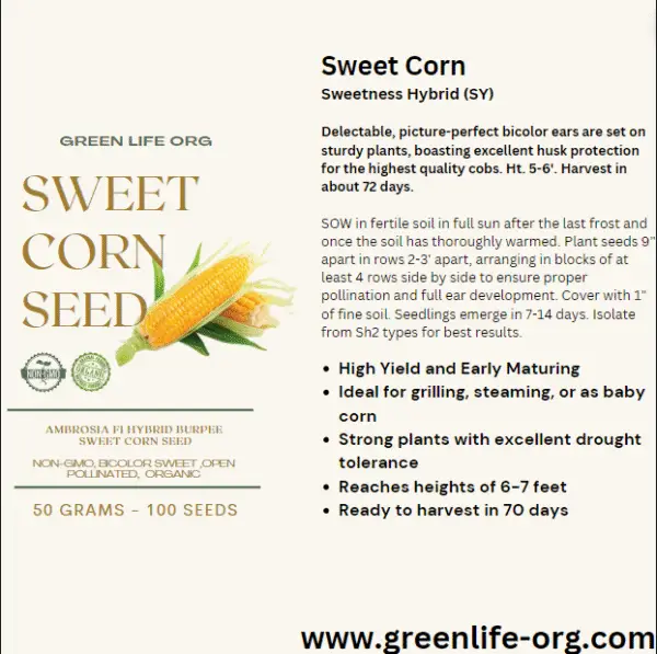 Green Life Org Almanac Heirloom Sweet Corn Seeds (Golden Bantam) - Approx 100 Seeds - Non-GMO, Open Pollinated - Image 2
