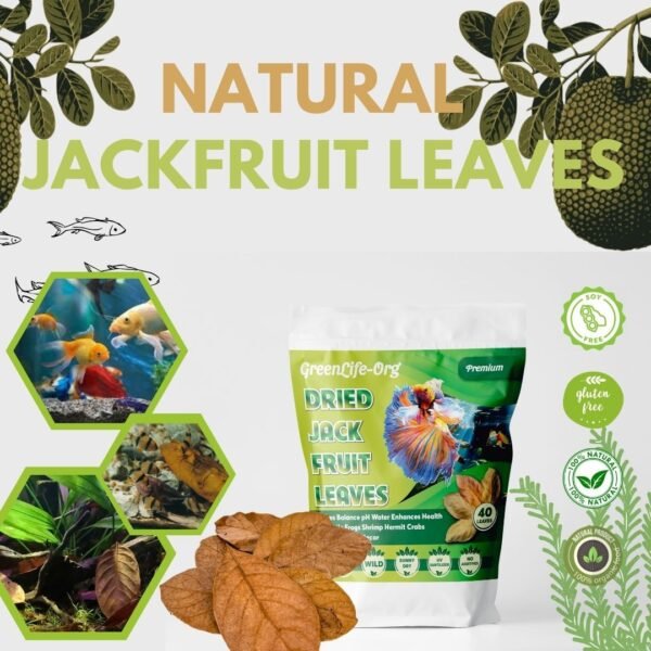GR Premium Jackfruit Leaves, Pack of 60, Natural Dried Whole Leaves for Aquarium, Enhances Aquarium Water, Improves Tannin Levels, Ideal for Shrimp and Betta Fish - Image 4