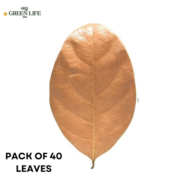 GR Premium Jackfruit Leaves, Pack of 60, Natural Dried Whole Leaves for Aquarium, Enhances Aquarium Water, Improves Tannin Levels, Ideal for Shrimp and Betta Fish - Image 3