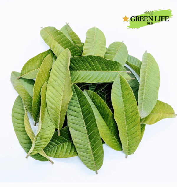 Green Life Guava Tea, The Best for Diet Lose Weight Solutions and Total Health. Featuring 300(150X2) whole dried leaves of Grade A+ excellence UV sanitization - Image 8